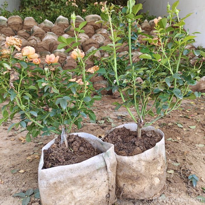 盆栽月季花怎么從小苗養(yǎng)大開花？(圖1)