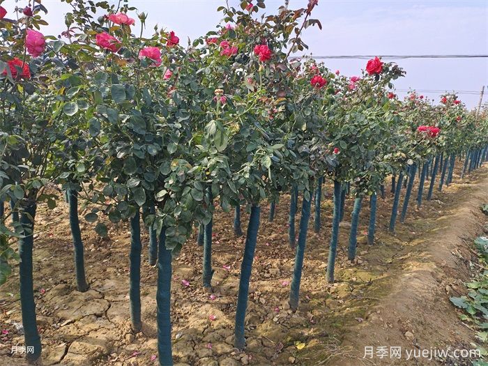 樹狀月季的四季養(yǎng)護(hù)技巧(圖1)