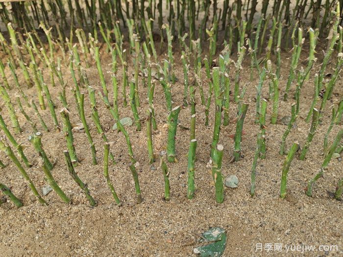盆栽月季怎么種？(圖2)