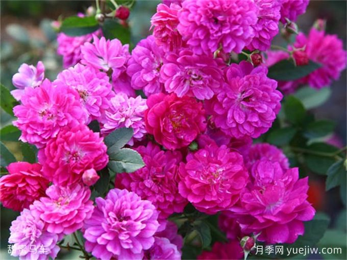 陽(yáng)臺(tái)盆栽月季品種，推薦新手8個(gè)易養(yǎng)(圖4)