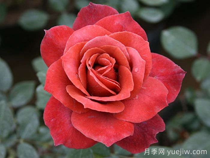 紅茶月季/黑茶月季(圖1)