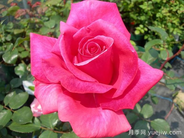 長(zhǎng)夢(mèng)月季/大夢(mèng)想(圖2)