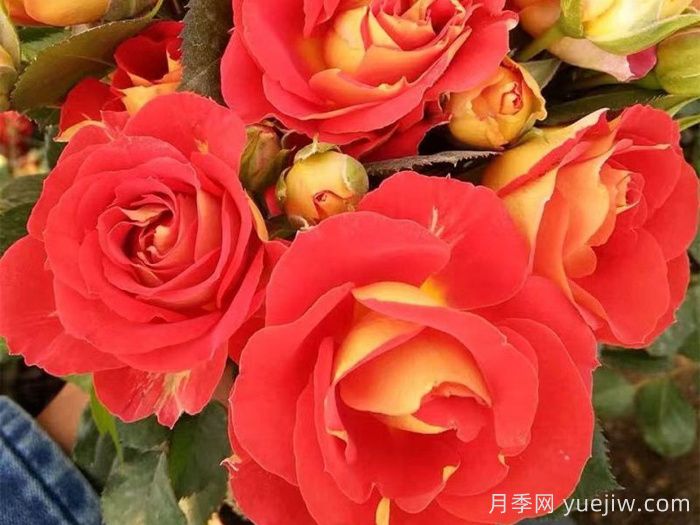 雙魚座陽臺(tái)月季/雙魚座月季(圖2)