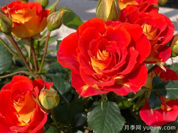 雙魚座陽臺(tái)月季/雙魚座月季(圖3)