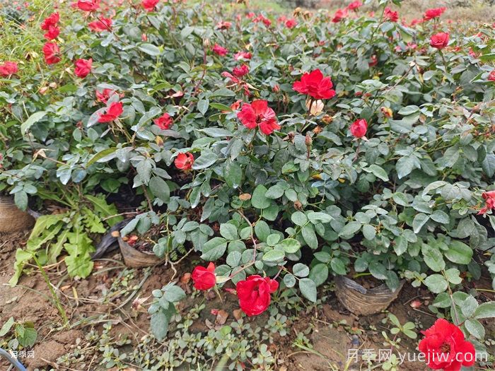 連續(xù)雨天如何給盆栽月季施肥？(圖1)