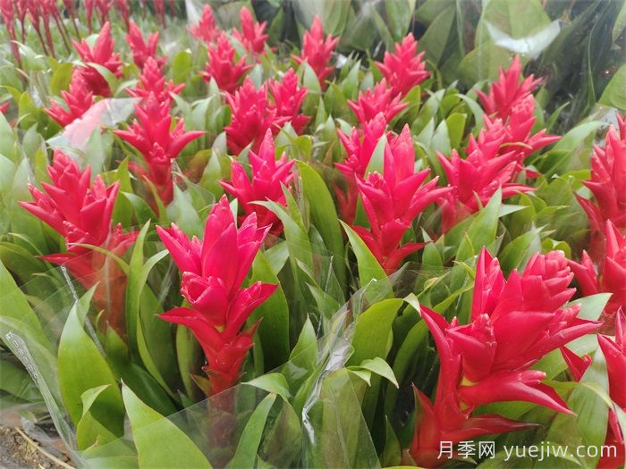 鴻運(yùn)當(dāng)頭的養(yǎng)護(hù)技巧(圖1)