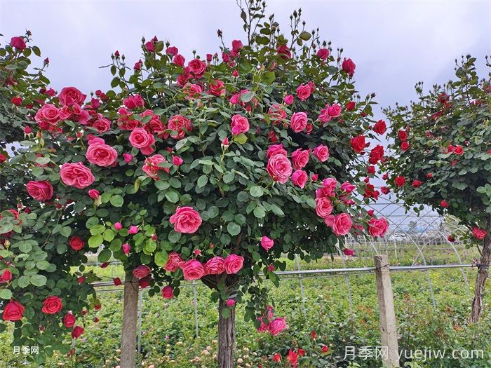 月季花開(kāi)艷滿城，淮安匠心打響市花月季品牌(圖3)