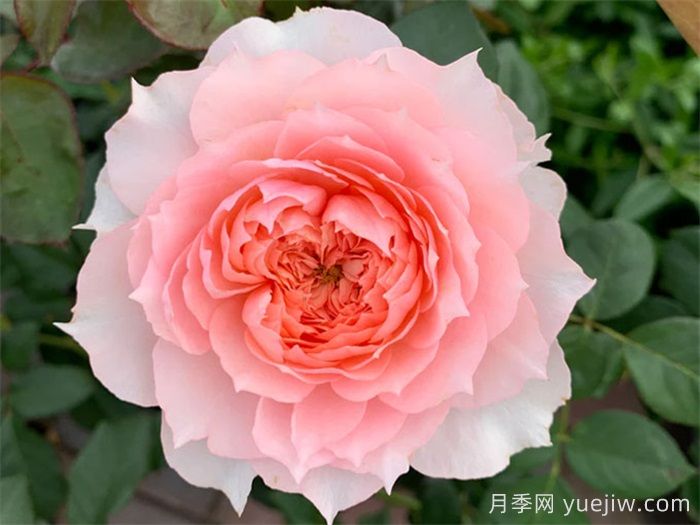 莫妮卡戴維月季，美如仙女，顏值極高(圖1)