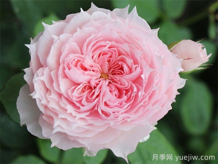 莫妮卡戴維月季，美如仙女，顏值極高(圖2)