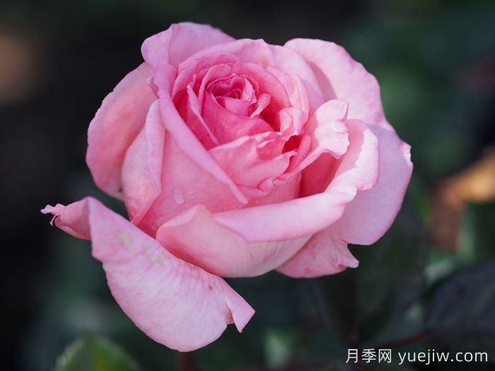 花宮娜月季(圖2)