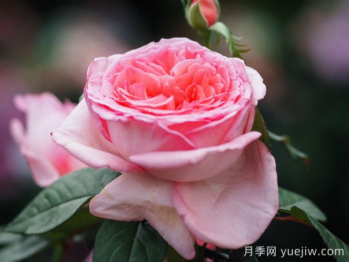花宮娜月季(圖3)