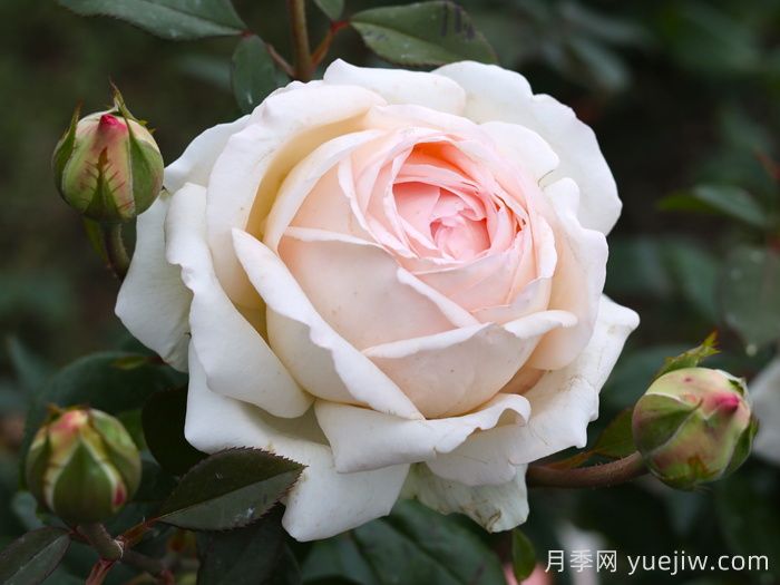古安拉露絲月季/香檳美酒月季(圖2)