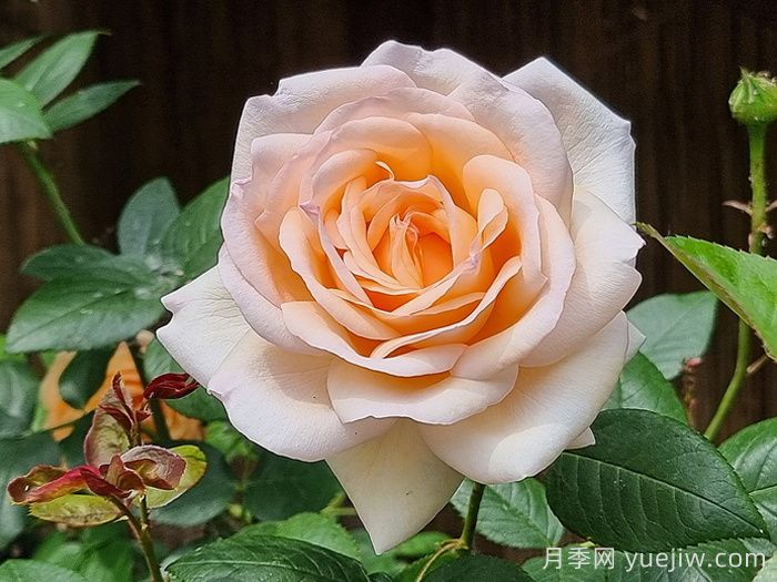 古安拉露絲月季/香檳美酒月季(圖3)