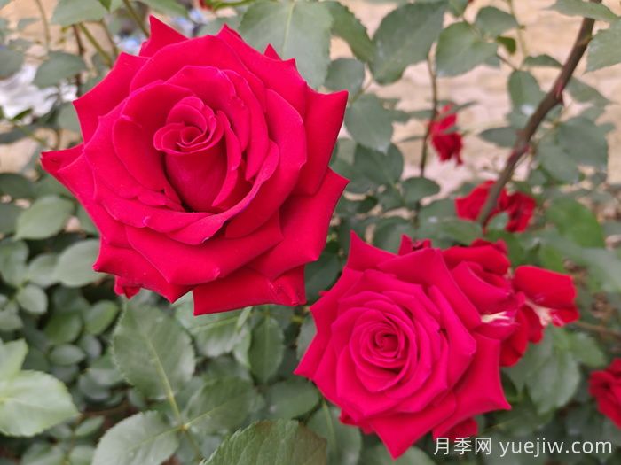 莎薩九零月季/薩莎90/莎莎90(圖2)