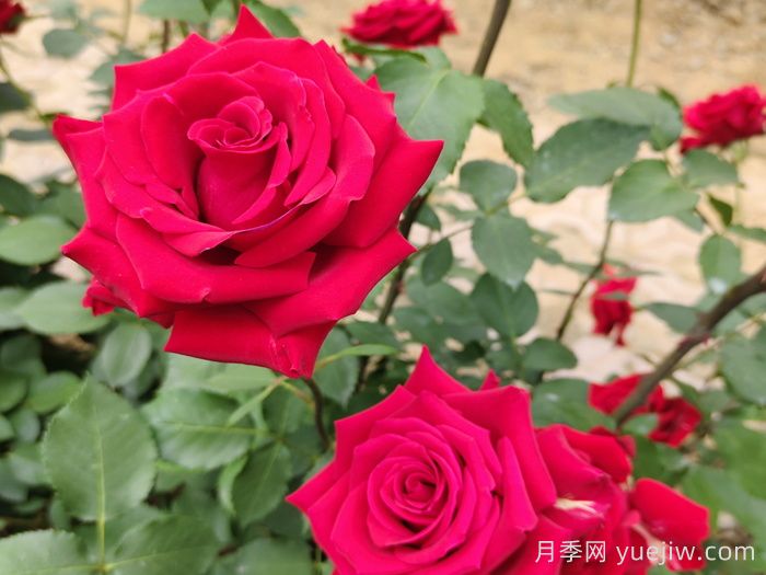 莎薩九零月季/薩莎90/莎莎90(圖3)