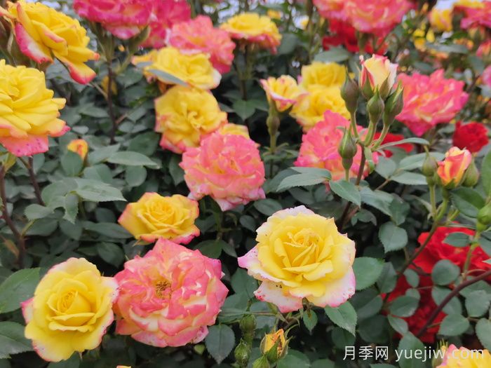 藤彩虹月季(圖7)