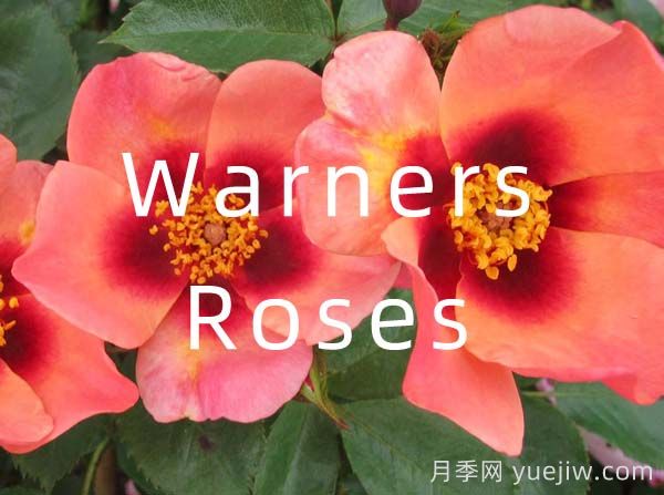 月季育種家：英國Warners Roses(華納月季苗圃)(圖1)