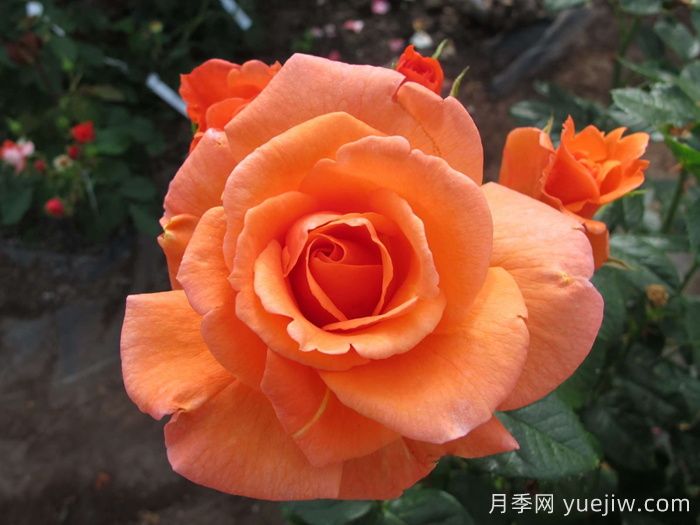 天堂的味道月季/天堂香氣月季(圖2)