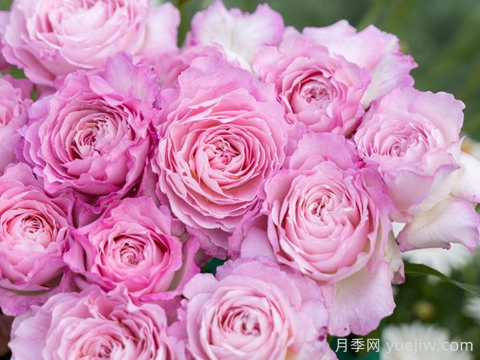 杏苑雪晴月季(圖3)