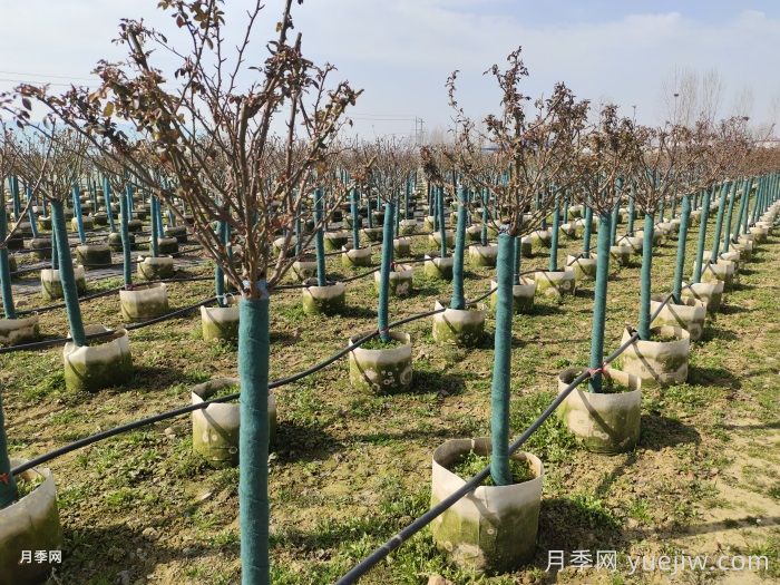 冬天月季發(fā)芽了怎么辦？(圖1)