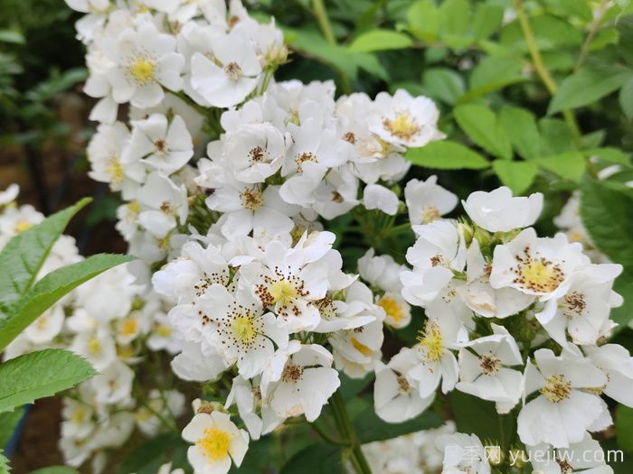 薔薇有什么作用，和月季有什么區(qū)別？(圖2)