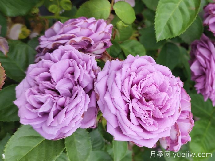 春天如何選購好花卉？選購春季花卉技巧有哪些？(圖1)