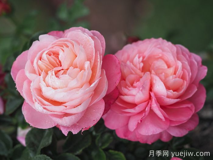 彩筆浪漫月季，浪漫多色的大花藤本月季(圖2)