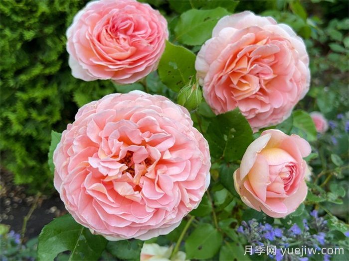 6種復(fù)花能力強(qiáng)的藤本月季，爬藤開花機(jī)器(圖2)