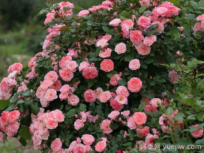 6種復(fù)花能力強(qiáng)的藤本月季，爬藤開花機(jī)器(圖4)