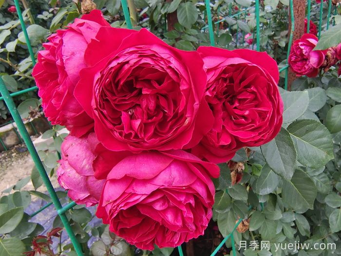 6種復(fù)花能力強(qiáng)的藤本月季，爬藤開花機(jī)器(圖5)