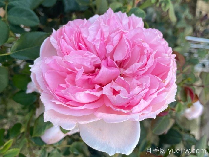 威基伍德月季/粉伍德月季(圖1)