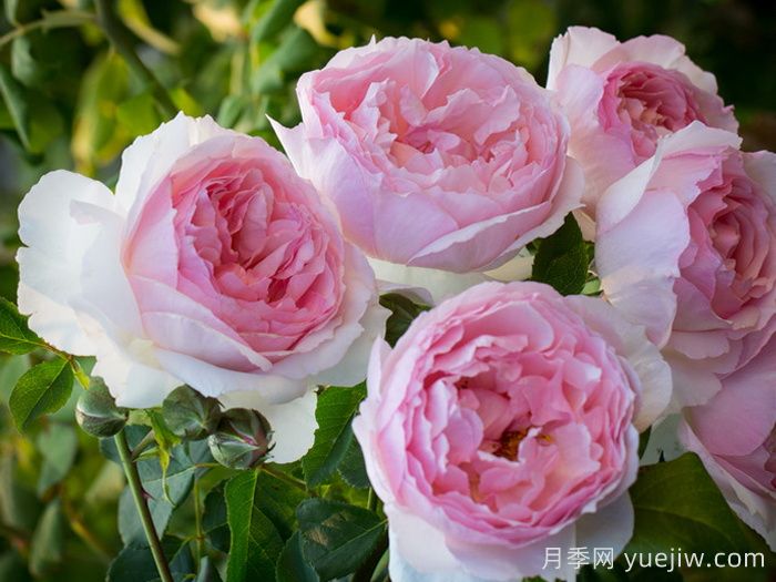 6種復(fù)花能力強(qiáng)的藤本月季，爬藤開花機(jī)器(圖3)