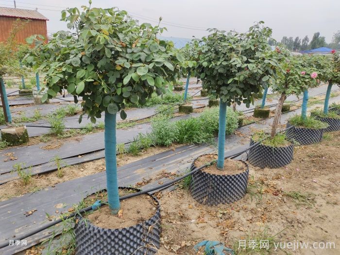 園林綠化苗木修剪常見的誤區(qū)(圖1)