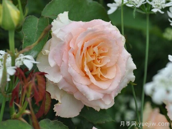 烏列天使神之焰月季/神之焰(圖2)