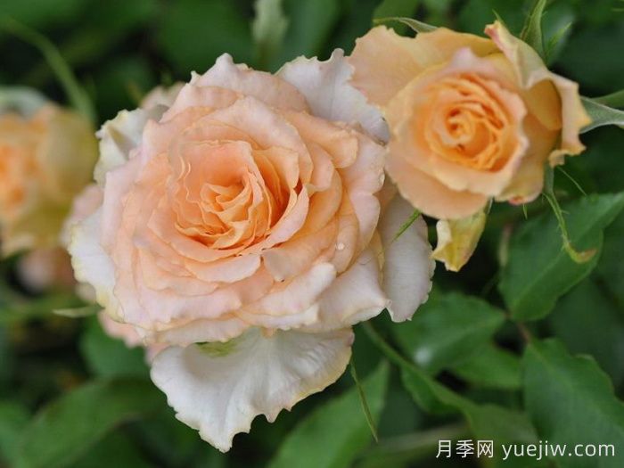 烏列天使神之焰月季/神之焰(圖3)
