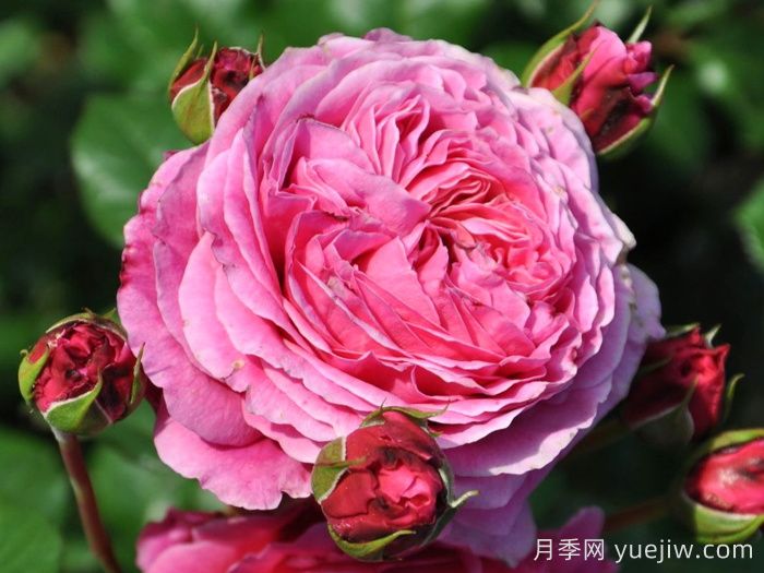 神仆天使阿比迪月季/阿比迪(圖1)