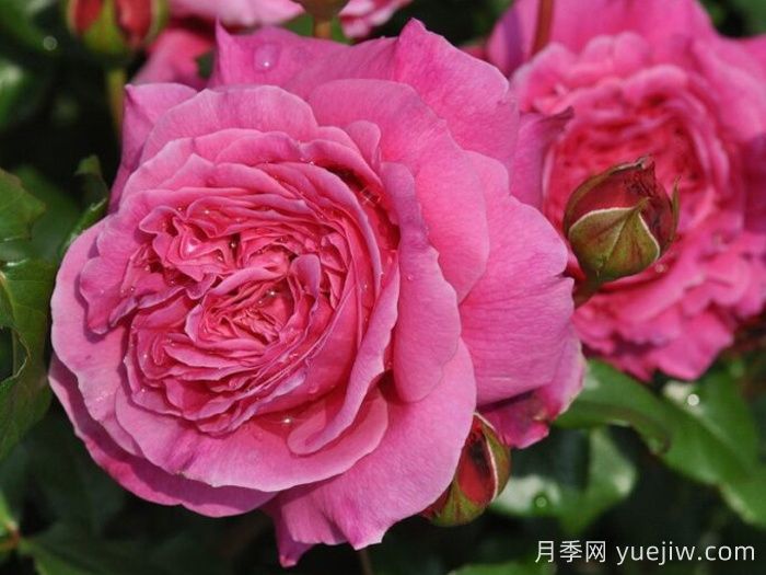 神仆天使阿比迪月季/阿比迪(圖2)