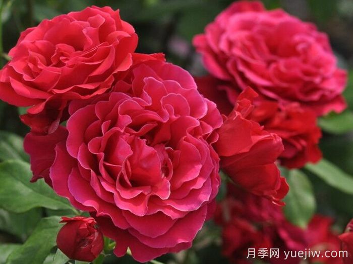 米迦勒大天使月季/天使長(zhǎng)月季(圖2)