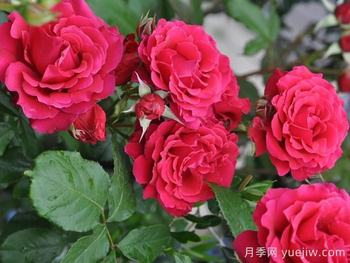 米迦勒大天使月季/天使長(zhǎng)月季(圖4)