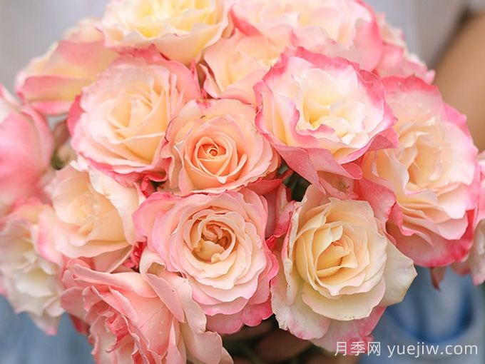六翼天使熾天使月季/熾天使(圖4)