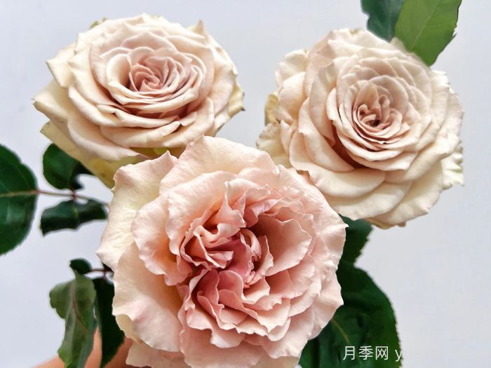 第九天使光之翼月季/翼天使(圖3)