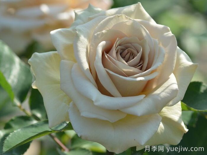 第九天使光之翼月季/翼天使(圖4)