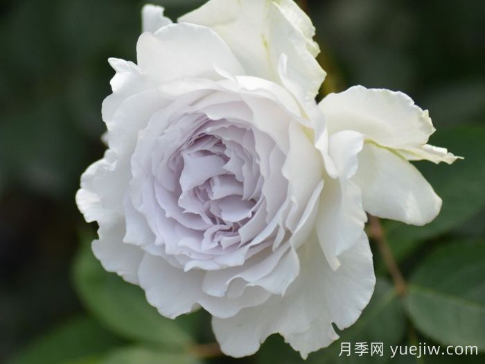 加百列大天使月季/加百列月季(圖1)