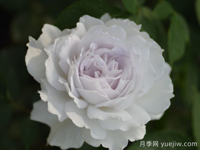 加百列大天使月季/加百列月季(圖3)