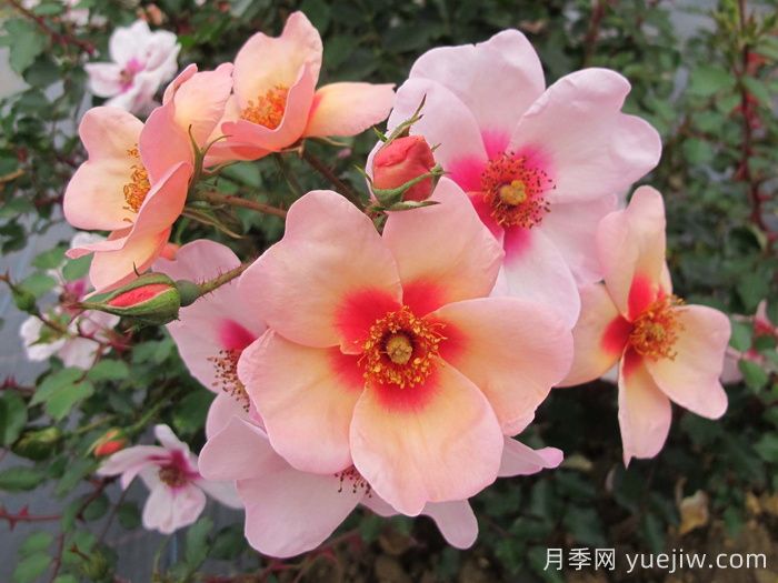 微笑的眼睛月季(圖1)