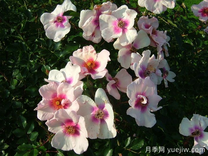 微笑的眼睛月季(圖3)