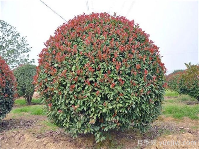 紅葉石楠/紅葉石楠苗樹球(圖4)