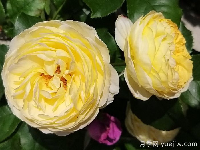 黃金城堡月季/舍韋尼城堡月季(圖4)