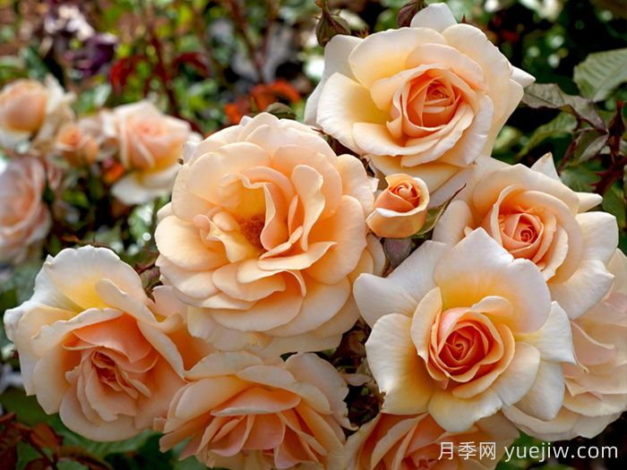 英國(guó)皇家園藝學(xué)會(huì)年度月季(RHS ROTY)(圖1)