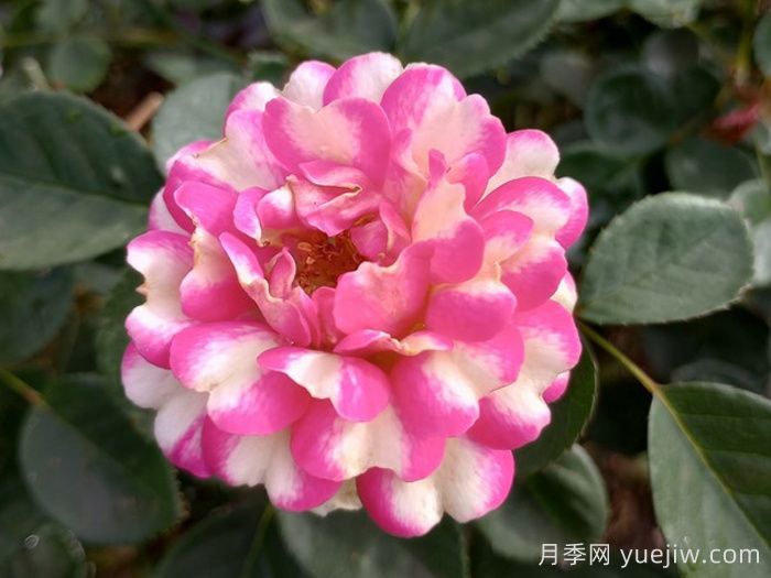 粉色惡意月季(圖1)
